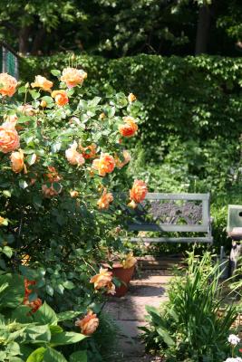 Garden View - Pat Austin Roses