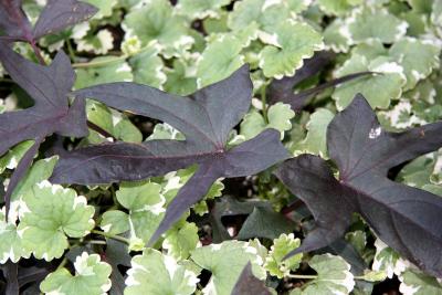 Coleus Foliage