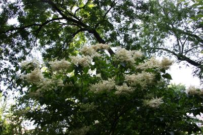 Lilac Tree Blossoms