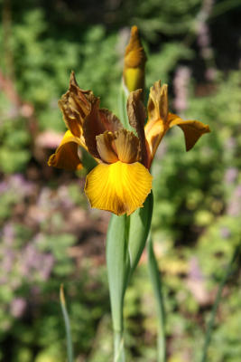 Brown & Yellow Iris