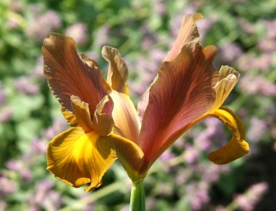 Brown & Yellow Iris