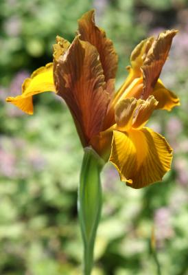 Brown & Yellow Iris