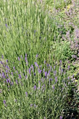 Lavender & Salvia