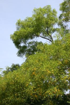 Japanese Pagoda Tree Foliage