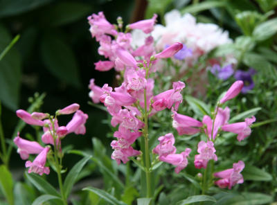 Penstemon