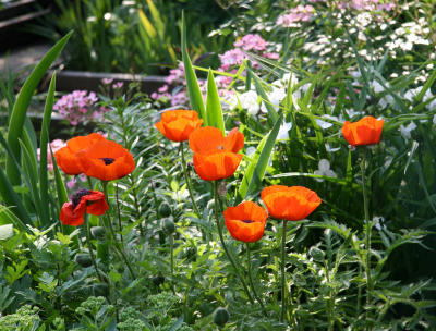 Garden View - Poppies