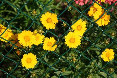 Coreopsis Asters