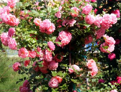 Dream Weaver Roses