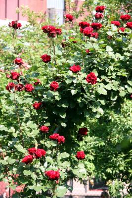 Don Juan Rose Arbor