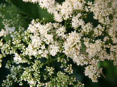 Lilac Tree Blossoms