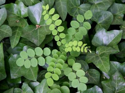 Locust Tree Sapling in an Ivy Bed