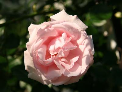 Pink Rose