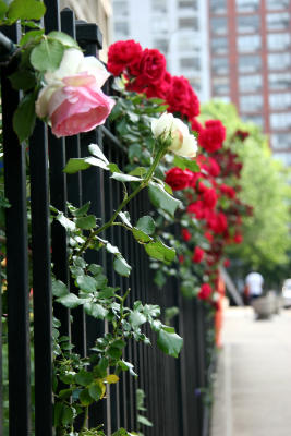 Rose Fence & Walkway