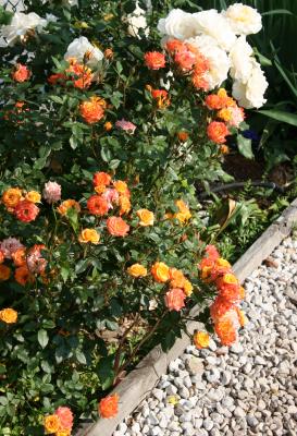 Orange Honey & French Lace Roses
