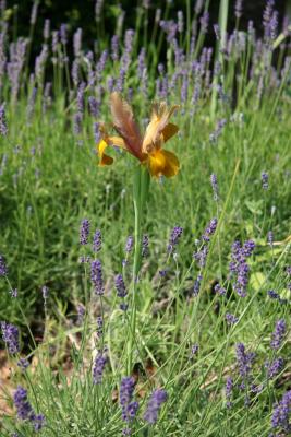 Brown Iris in  Lavender