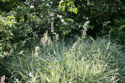 Summer Grass with Blossoms