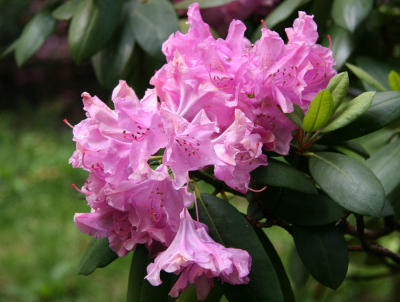 Rhododendron after the Rain