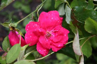 Red Rose after Heavy Rain