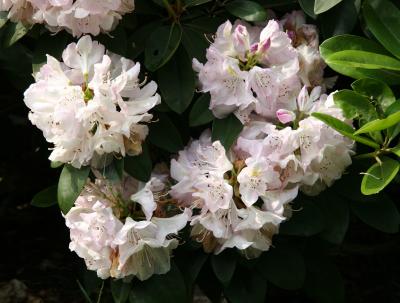 Rhododendrons after Heavy Rain