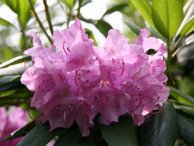Rhododendrons after Rain