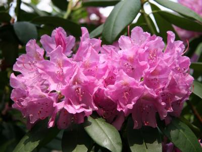 Rhododendrons after Rain