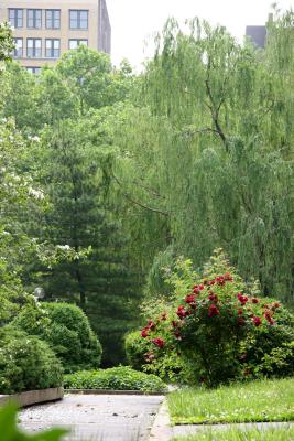Garden View - Roses, Pine & Willow