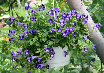Violets in a Pear Tree Basket