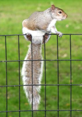 A Squirrel with a Very Long Tail