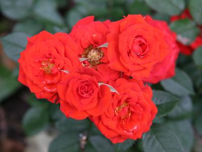 Miniature Orange Roses