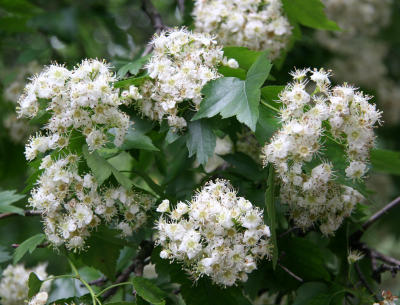 Hawthorne Tree Blossoms