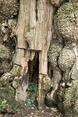 Black Locust Tree