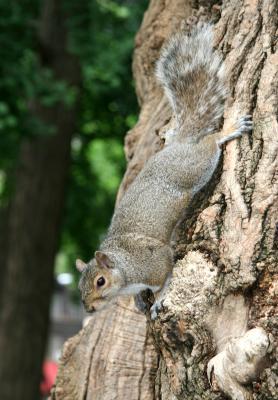 Squirrel on a Black Locust Tree