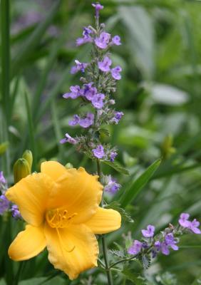 Yellow Lily & Salvia