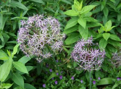 Allium