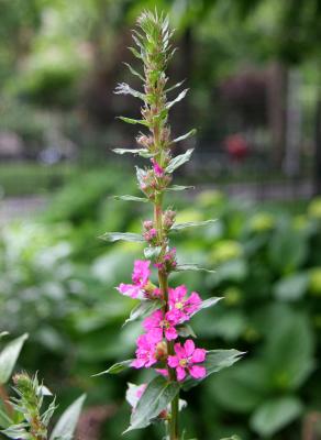 Loosestrife