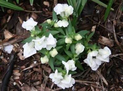 Snapdragons