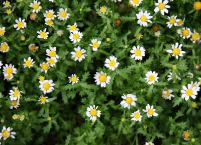 Chrysanthemums