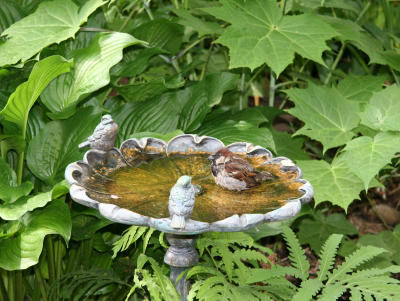 Sparrow Bath