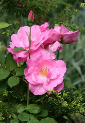 Pink Simplicity Roses
