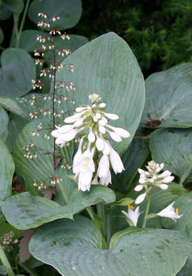 Hosta & Coral Bells