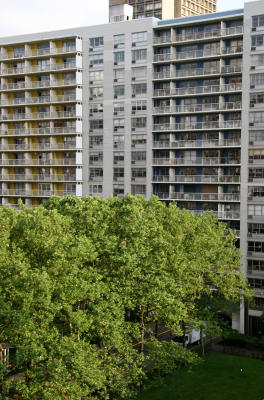 Sycamore Trees & NYU's Washington Square Village Residences