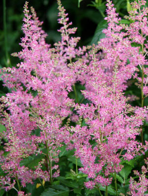 Astilbe or Pink Feathers