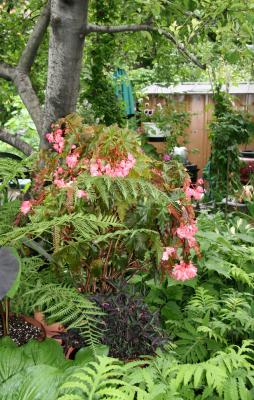 Garden View - Begonia & Ferns