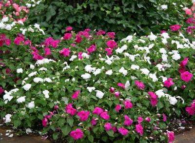Impatiens & Ivy Bed - NYU Silver Towers Gardens