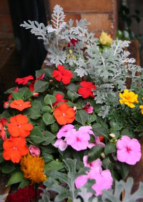 Impatiens & Senecio Flower Box - Dojo Restaurant