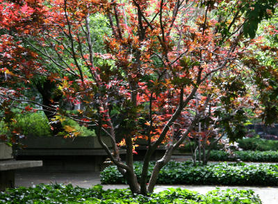 Japanese Red Maple Tree