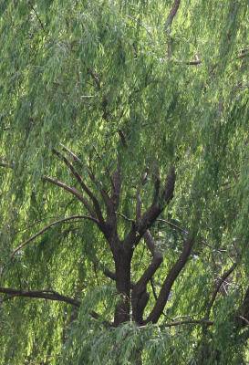 Willow Tree