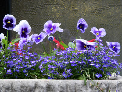 Washington Square Hotel Flower Box