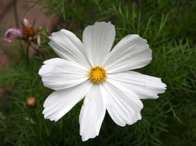 Cosmos Aster
