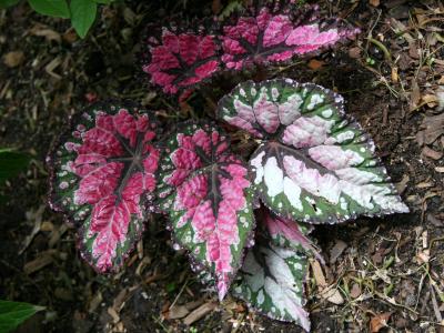 Begonia